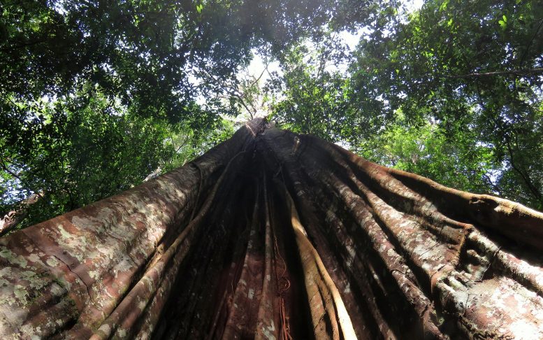 Árvore grande na Amazônia