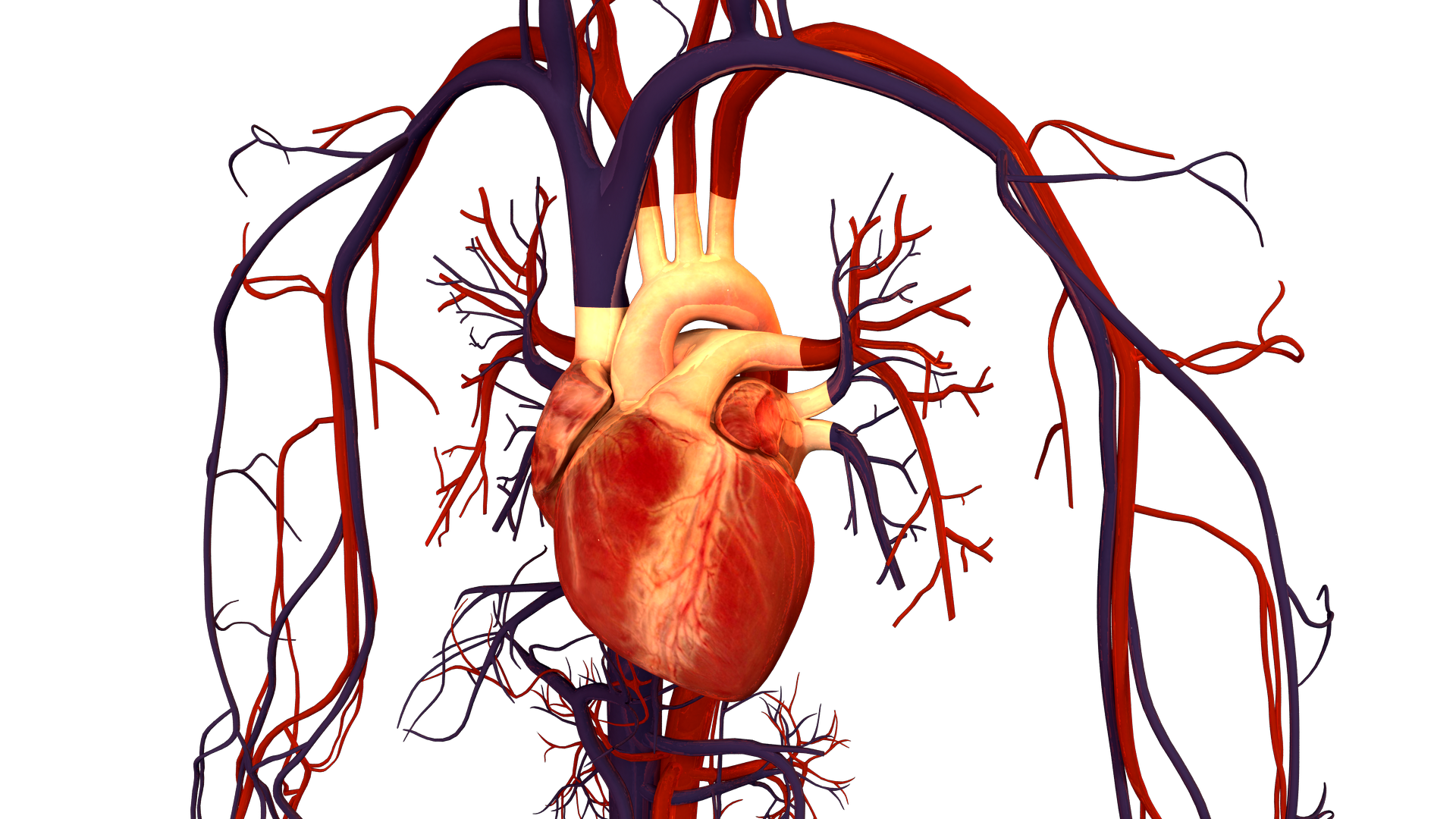 Sistema cardiovascular humano