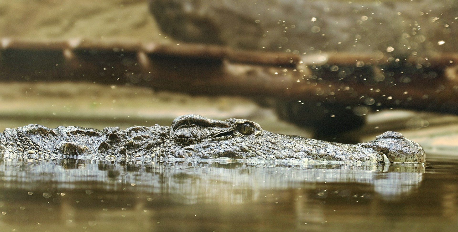 crocodilos vertebrados