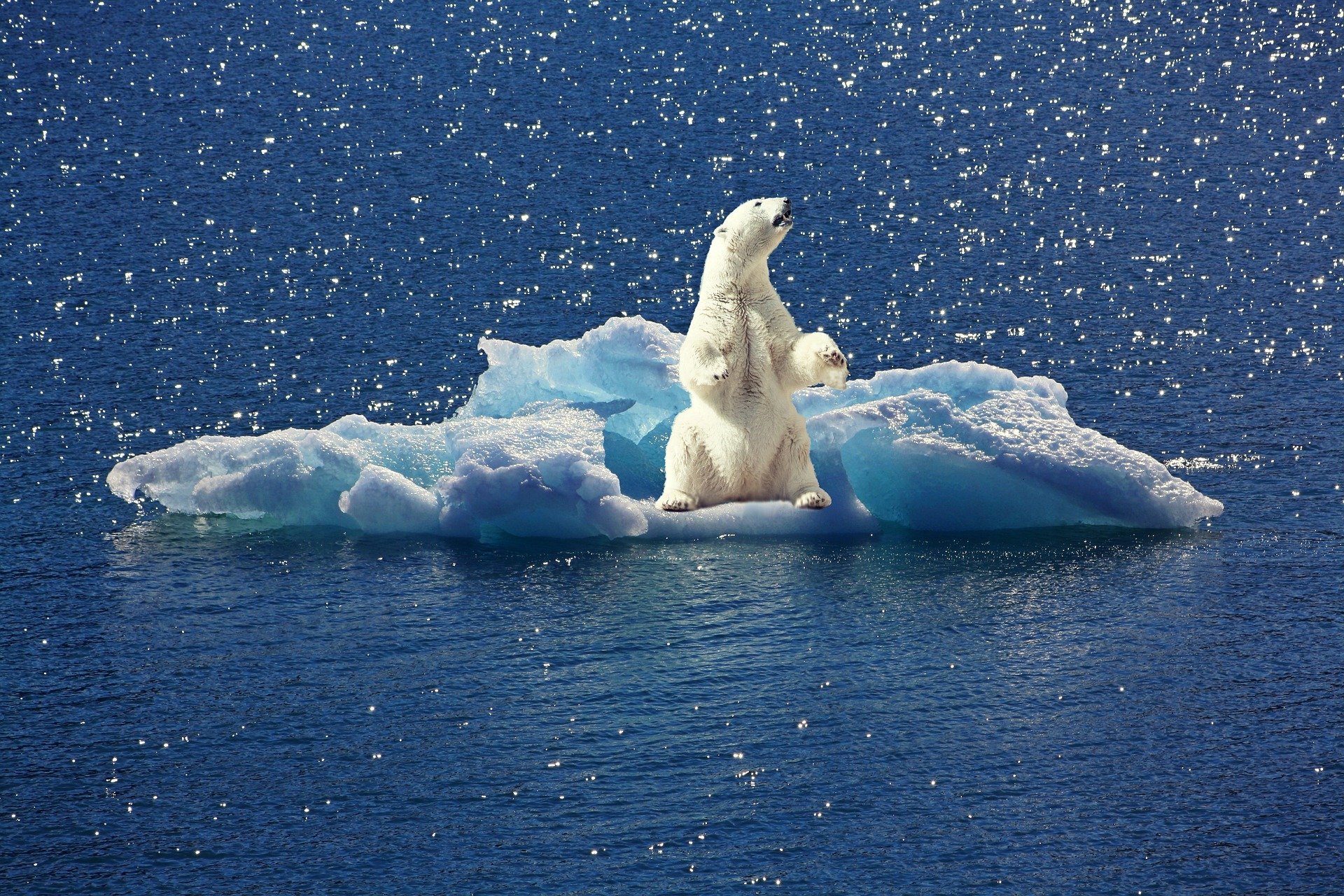 Aclimatização: Urso polar em gelo derretido