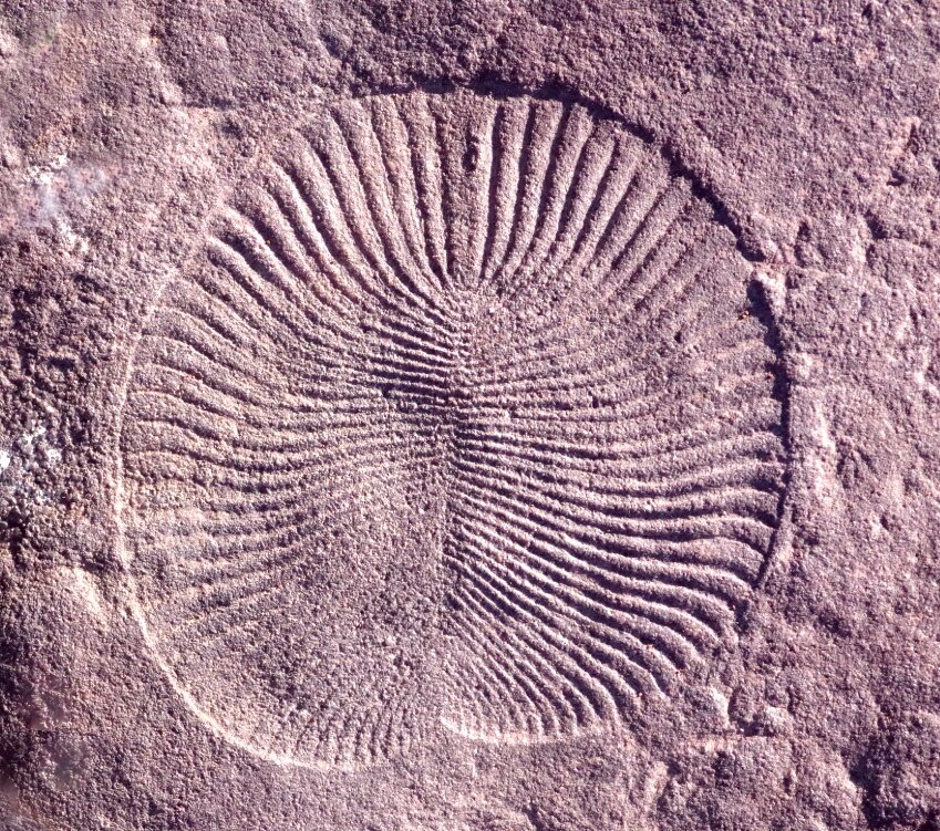 Fóssil de Dickinsonia, um animal da era Ediacaran. Crédito: Mary Droser/UCR